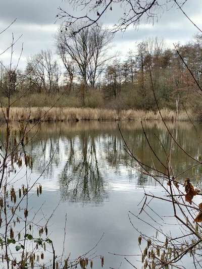 Hundeauslaufgebiet-Rahmer Wald-Bild