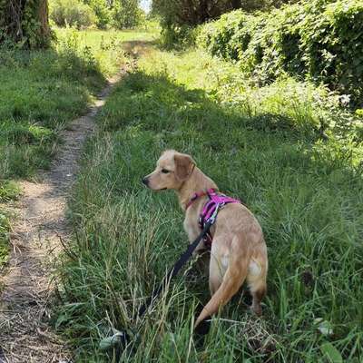 Hundetreffen-Suchen Spielkameraden für Junghündin-Bild