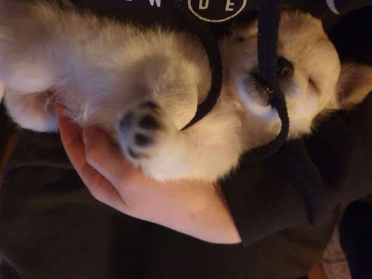 Welpen Bilder !-Beitrag-Bild