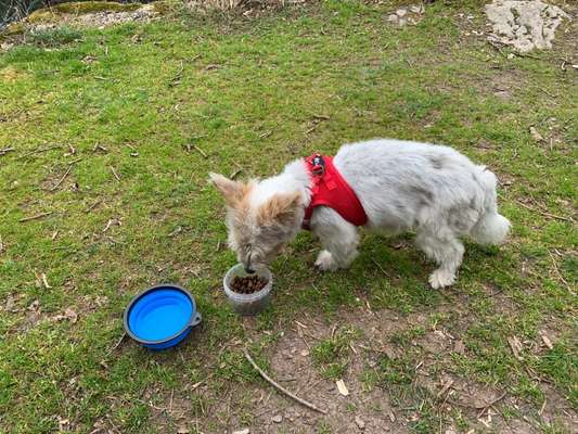 Fotochallenge No. 26                                     Wald und Wiese-Beitrag-Bild