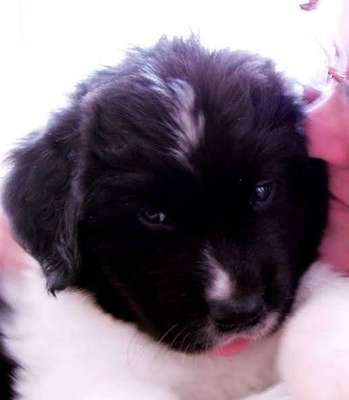 Welpen Bilder !-Beitrag-Bild