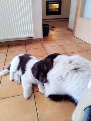 Welpen Bilder !-Beitrag-Bild