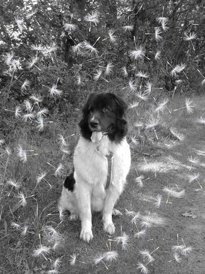 Foto's und Hundemodels-Beitrag-Bild