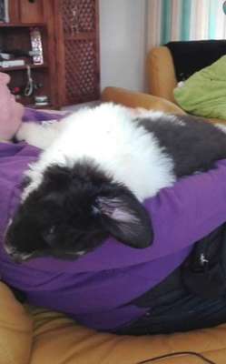 Welpen Bilder !-Beitrag-Bild