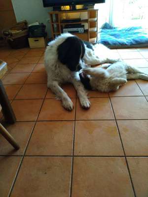 Welpen Bilder !-Beitrag-Bild