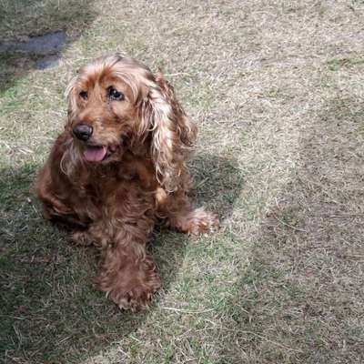 Hundetreffen-Ich suche Hundepension Übernacht heute-Bild