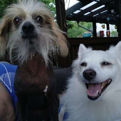 Hundetreffen-Kennenlern- und Spieltreffen im Garten-Bild