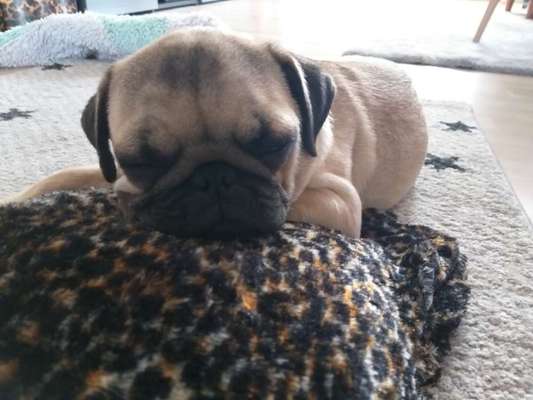 Die Dogorama Kalender Challenge 4/4-Beitrag-Bild