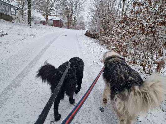 Herdenschutzhunde-Beitrag-Bild