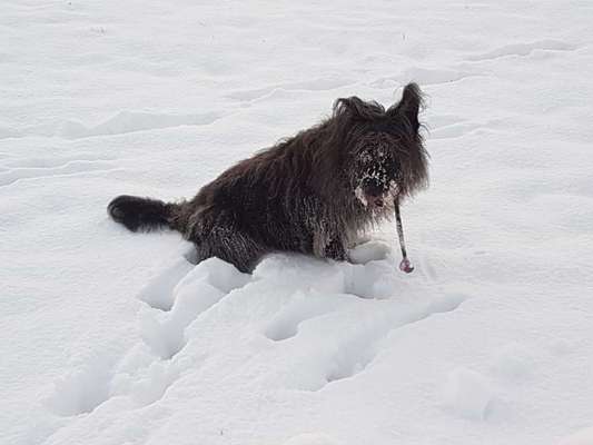 Zeigt die schönsten Schneebilder von eurer Fellnase ❄️-Beitrag-Bild
