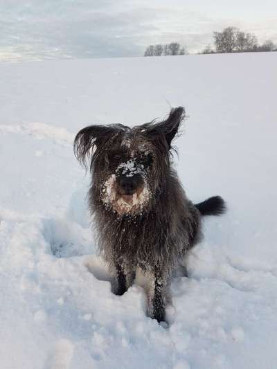 Zeigt die schönsten Schneebilder von eurer Fellnase ❄️-Beitrag-Bild