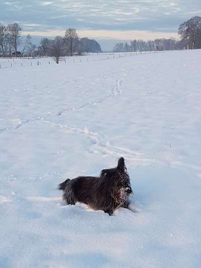 Zeigt die schönsten Schneebilder von eurer Fellnase ❄️-Beitrag-Bild