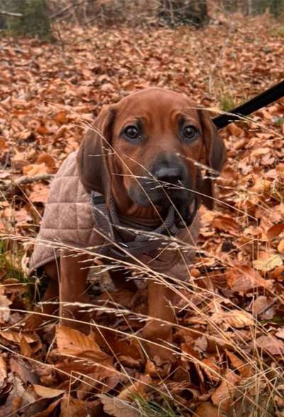 Hundetreffen-Welpentreff Seevetal/ Hamburg-Bild