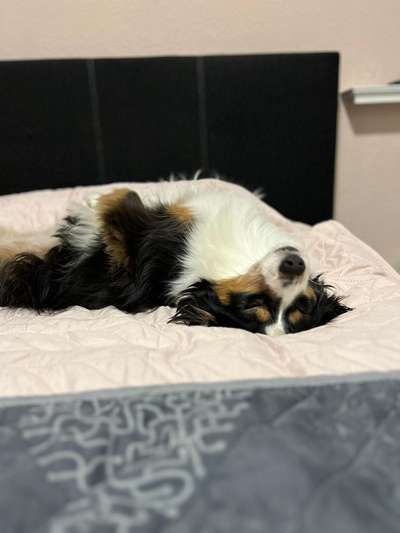 TierschutzhundeStammtisch🐕-Beitrag-Bild