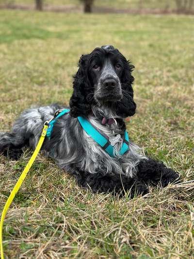 Hundetreffen-Spazieren gehen-Bild