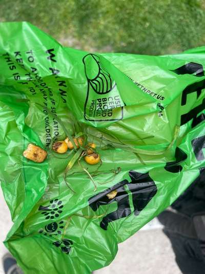 Giftköder-Wieder Möglicher Giftköder-Bild