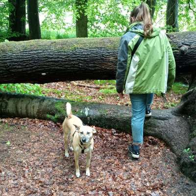 Hundetreffen-Gassi Treff in Billstedt/Horn/Oststeinbek...