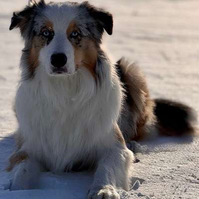 Hundetreffen-Spiel- und Laufbuddy gesucht 🐕-Bild