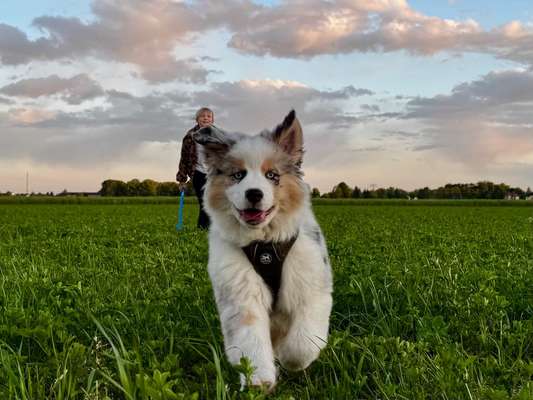 Hundetreffen-Spazier- und Spielrunden für unseren Loki-Bild