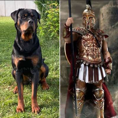 Wie heißt dein Hund?-Beitrag-Bild