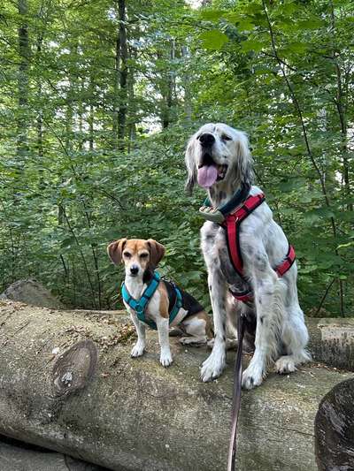 Hundetreffen-Gassi-Gesellschaft-Bild