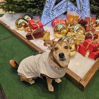 Hundetreffen-Gemeinsamer Spaziergang-Bild