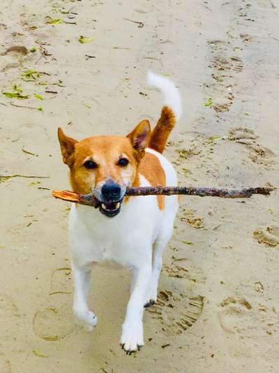 Die Dogorama Kalender Challenge 4/4-Beitrag-Bild