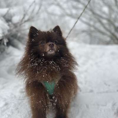 Hundetreffen-Spielkamerad gesucht-Bild