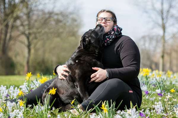 Labradorfans-Beitrag-Bild