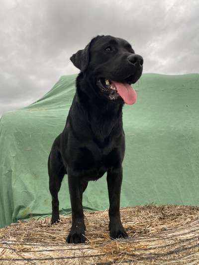 Labradorfans-Beitrag-Bild