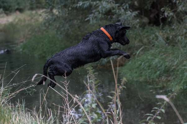 Labrador Retriever aus Niedersachsen?!-Beitrag-Bild