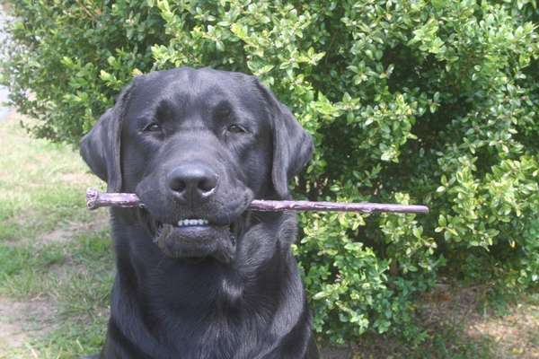 Labradorfans-Beitrag-Bild