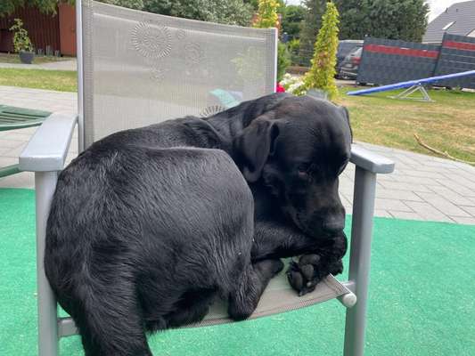 Labradorfans-Beitrag-Bild