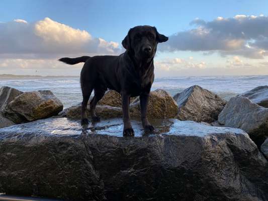 Labradorfans-Beitrag-Bild