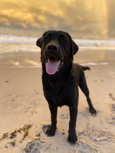 Labradorfans-Beitrag-Bild