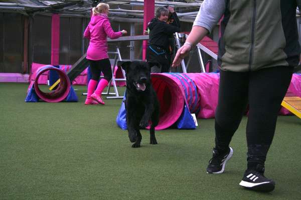 Labradorfans-Beitrag-Bild