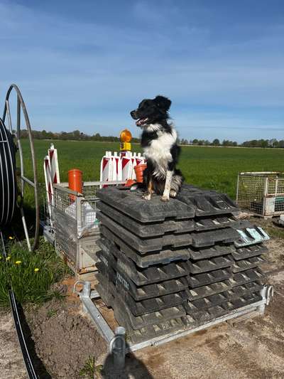 Leinenpflicht während Brut und Setzzeit-Beitrag-Bild