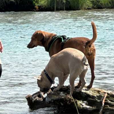 Hundetreffen-Spazieren in Heimberg-Bild