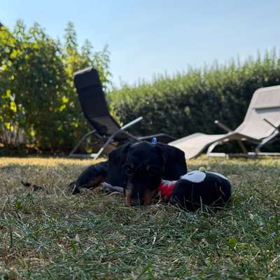 Hundetreffen-Hundefreund gesucht 🐾-Bild