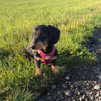 Hundetreffen-Spiel-und Gassibuddy gesucht 🐾-Bild