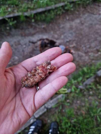 Giftköder-Giftköder an der Brantropstraße-Bild