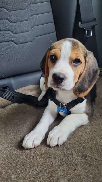 Welpen Bilder !-Beitrag-Bild