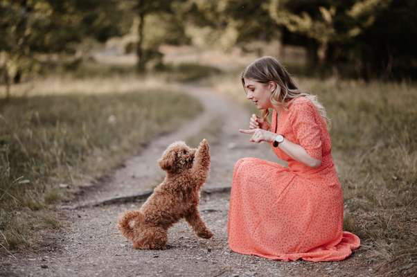 Hundetreffen-Gemeinsames spielen und spazieren gehen-Bild