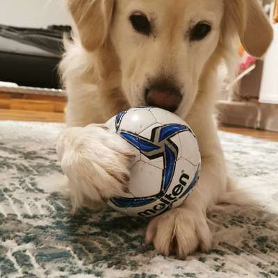 Hundetreffen-Spielrunden/Buddies in Schwabach-Bild