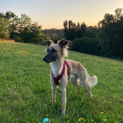 Hundetreffen-Training und Spiel München Nord, Nordteil Englischer Garten, Fröttmaninger heide-Bild