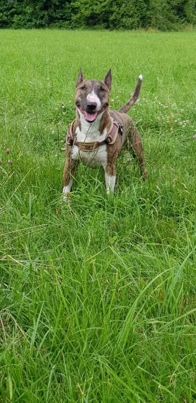 Die Dogorama Kalender Challenge 4/4-Beitrag-Bild