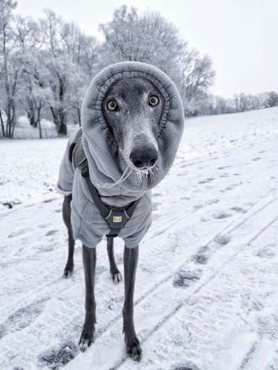 Windhunde - Treffen der besonderen Schönheiten
HERZLICH WILLKOMMEN-Beitrag-Bild