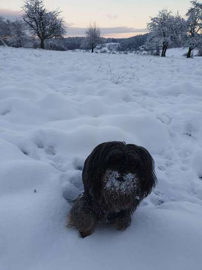 Zeige das lustigste Bild eures Hundis-Beitrag-Bild