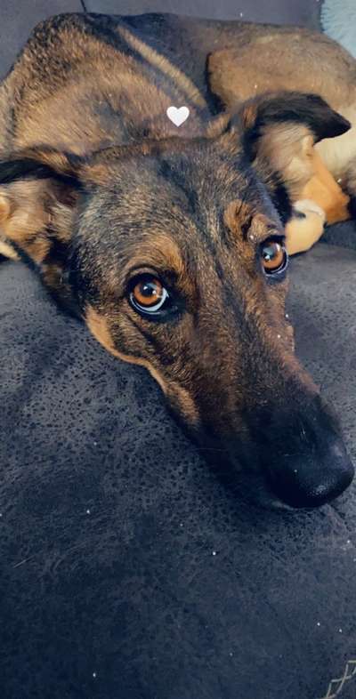 Dogorama Photo Challenge - Hundeblick zum hinschmelzen-Beitrag-Bild