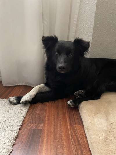 Hundetreffen-Social Walk-Bild